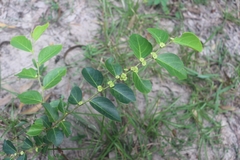 Breynia fruticosa