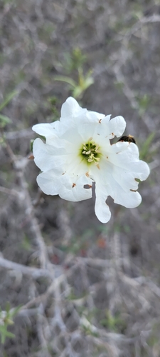 Cordia decandra (Cordia decandra)