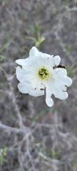 Cordia decandra