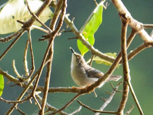 Gosling's Apalis illustration