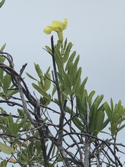 Pentalinoninae