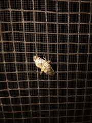 Dichocrocis sabatalis