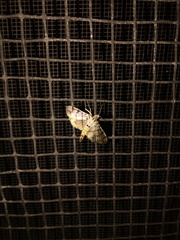 Dichocrocis sabatalis