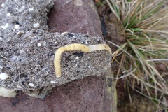 Cestoda