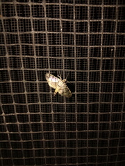 Dichocrocis sabatalis