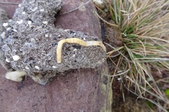 Cestoda