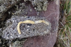 Cestoda