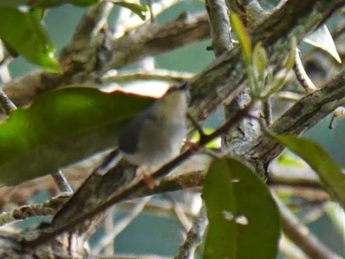 Gosling's Apalis (Apalis goslingi), photo 5