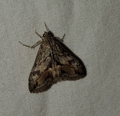 Evergestis subterminalis