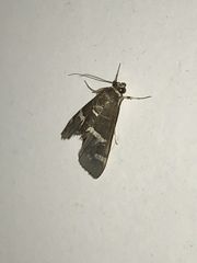 Hymeniini