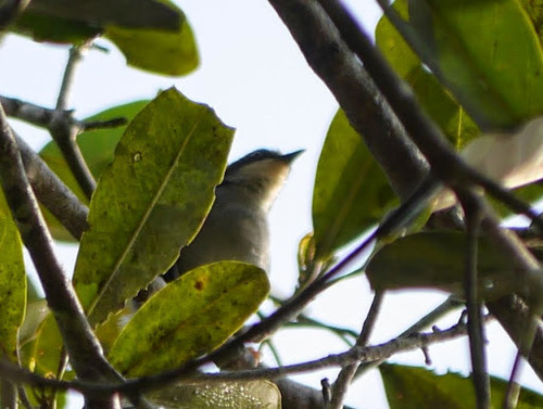 Gosling's Apalis (Apalis goslingi), photo 6