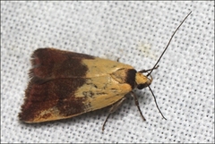 Ageletha hemiteles