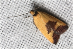 Ageletha hemiteles