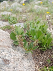 Diplodictyae