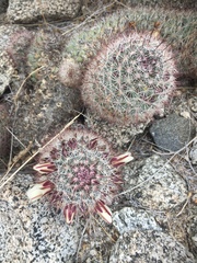 Mammillaria dioica