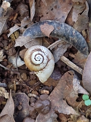 Neocyclotus dysoni