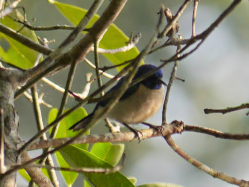 Violet-tailed Sunbird (Anthreptes aurantius), photo 4