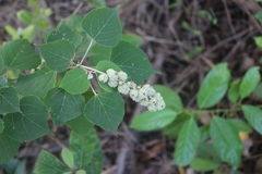 Mallotus apelta