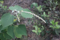 Mallotus apelta