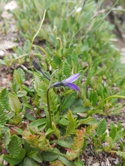 Campanula uniflora