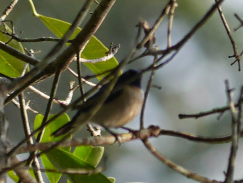 Violet-tailed Sunbird (Anthreptes aurantius), photo 4