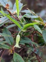 Billardiera mutabilis