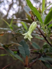 Billardiera mutabilis