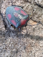 Brachystethus rubromaculatus