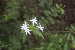 Jasminum elongatum