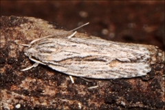 Agriophara leptosemela