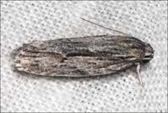 Agriophara leptosemela