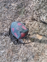 Brachystethus rubromaculatus