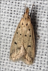 Atheropla decaspila