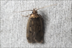 Barea codrella