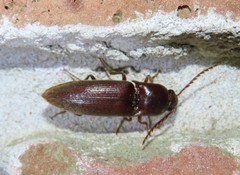 Diplostethus carolinensis