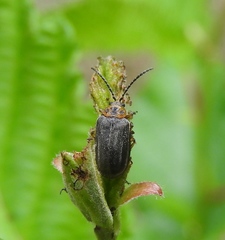 Tricholochmaea punctipennis