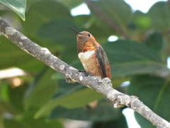 Selasphorus sasin sedentarius