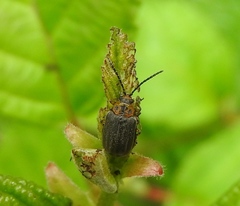 Tricholochmaea punctipennis