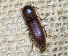 Diplostethus carolinensis