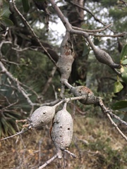 Protobalandricus spectabilis