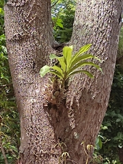 Catasetum integerrimum