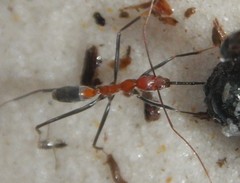 Leptomyrmex rufithorax