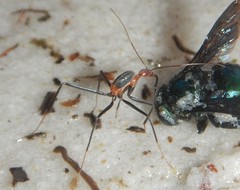 Leptomyrmex rufithorax