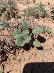 Tidestromia lanuginosa