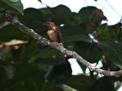Selasphorus sasin sedentarius