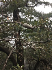 Protobalandricus spectabilis