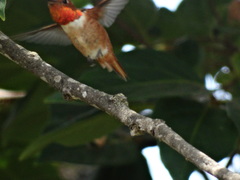 Selasphorus sasin sedentarius
