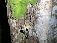Ungaliophis