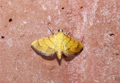 Orphanostigma haemorrhoidalis