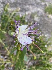 Capparis spinosa